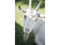 goat-1-year-small-1