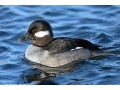 bufflehead-small-0