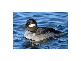 Bufflehead