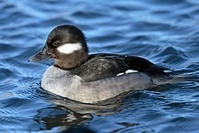 bufflehead-big-0